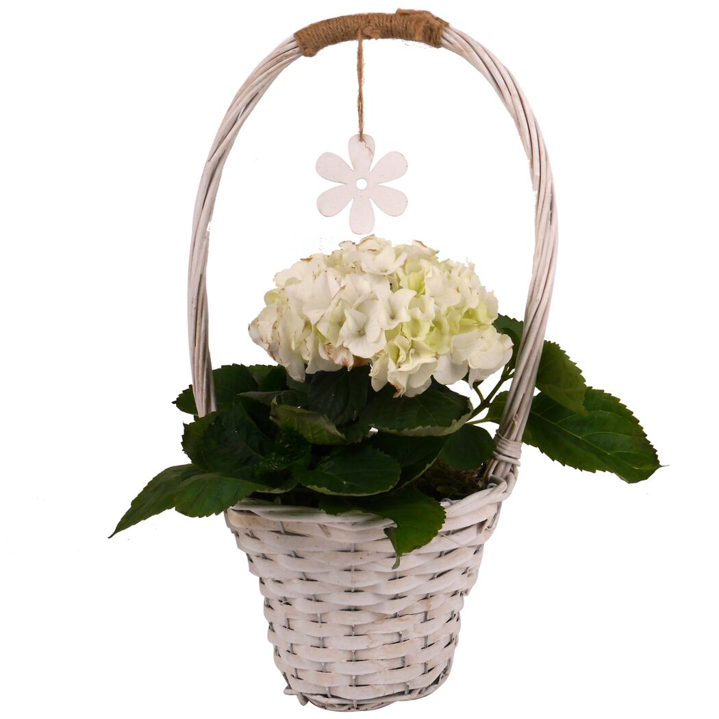 Bauernhortensie im Korb mit Henkel verschiedene Farben 26 cm Topf