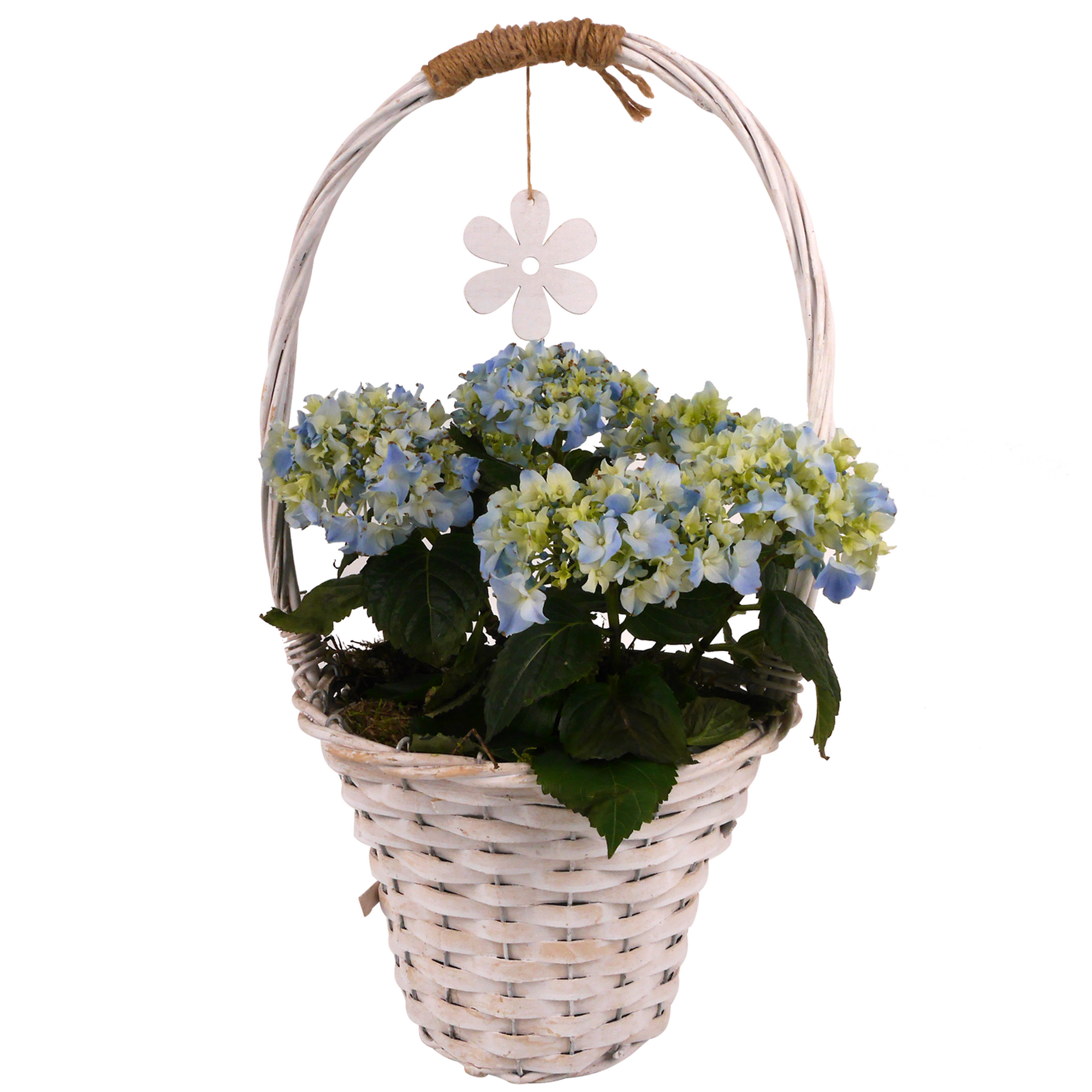 Bauernhortensie im Korb mit Henkel verschiedene Farben 26 cm Topf