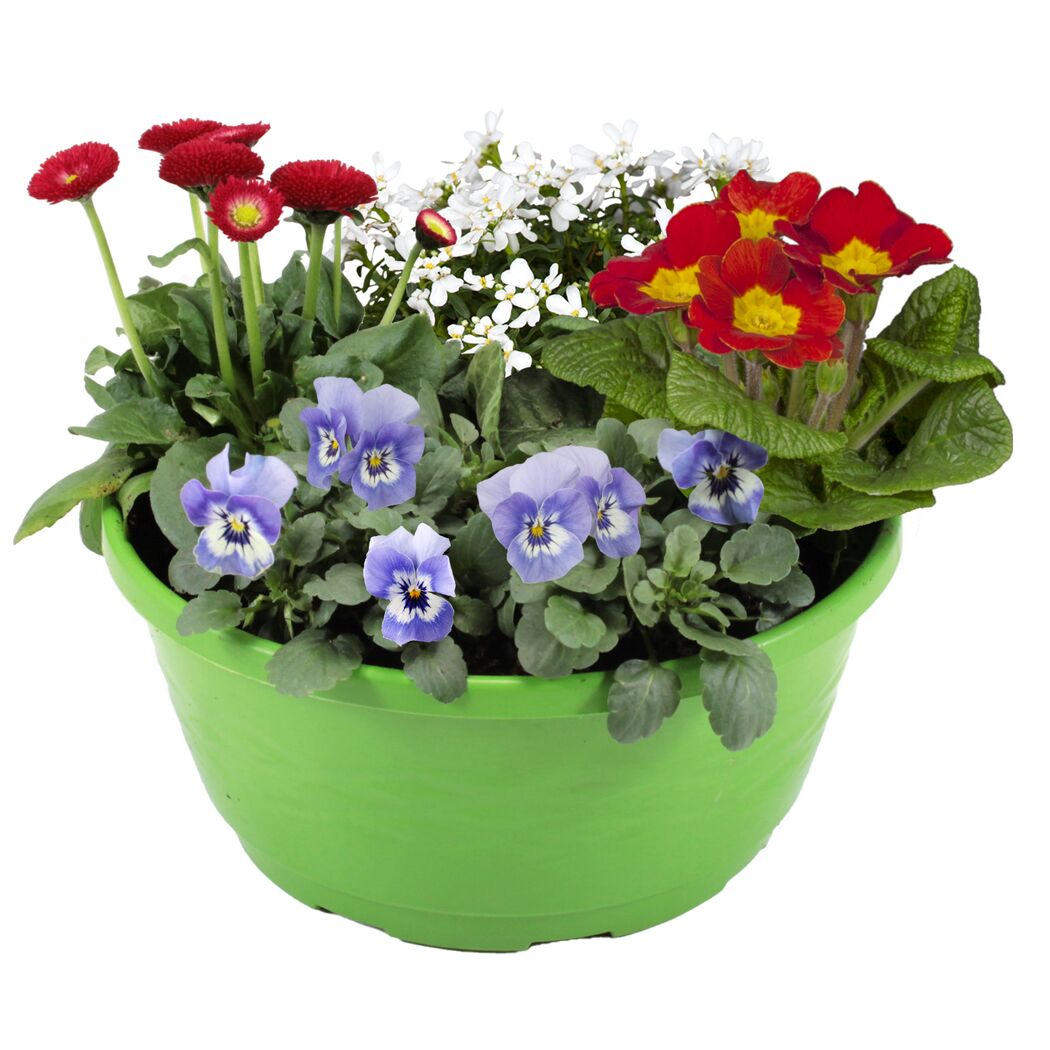Frühlingspflanzen in 23 cm Schale