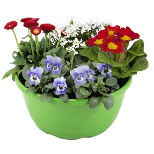 Frühlingspflanzen in 23 cm Schale