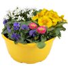 Gelber Topf mit bunten Frühlingsblumen