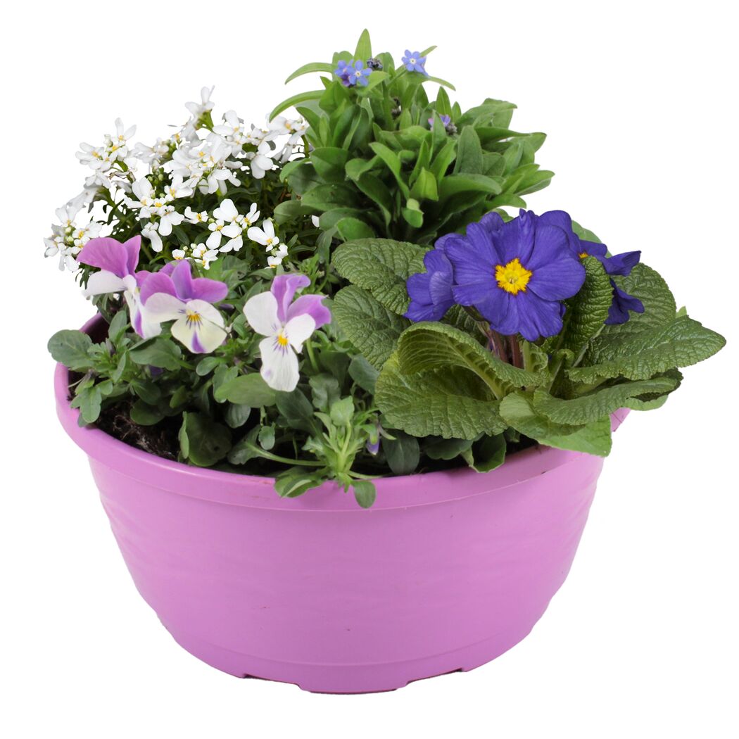 Frühlingsblumen im Topf