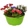 Frühlingsblumen in grünem Topf