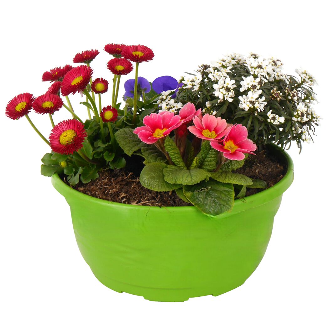 Frühlingsblumen in grünem Topf