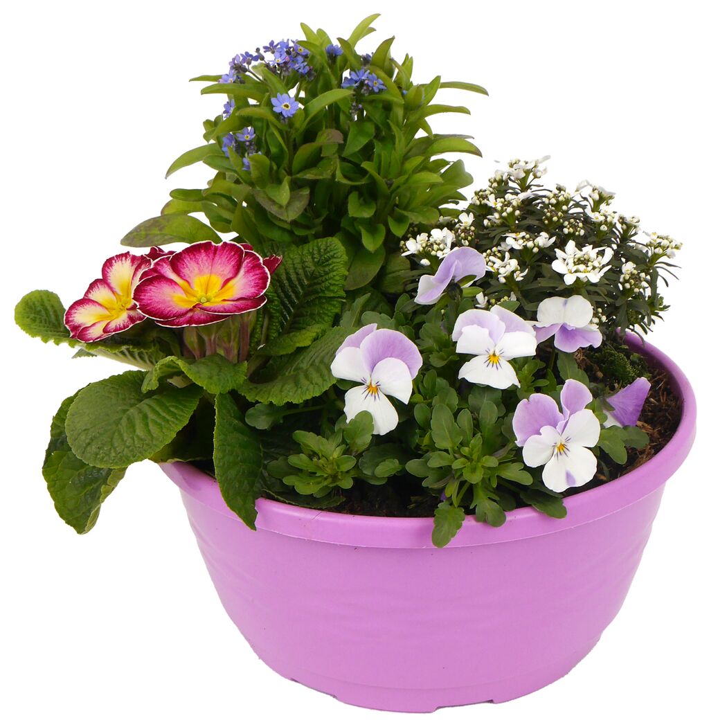 Frühlingshafte Blumenschale