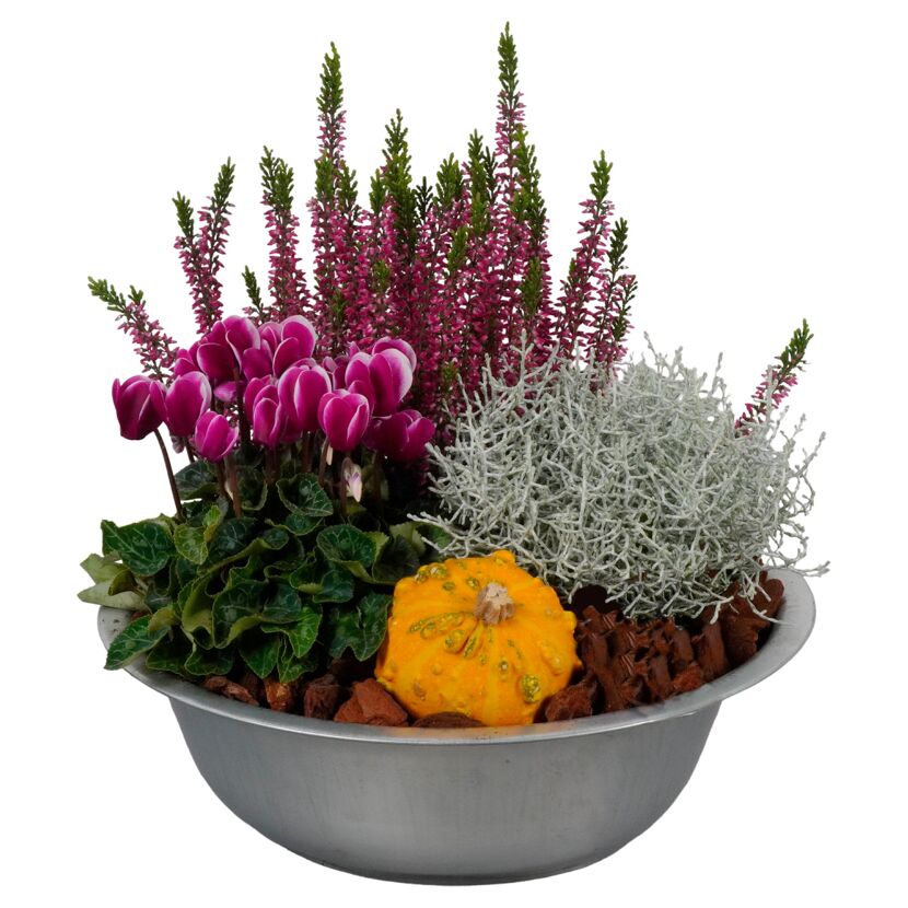 Zinkschale bepflanzt 29 cm