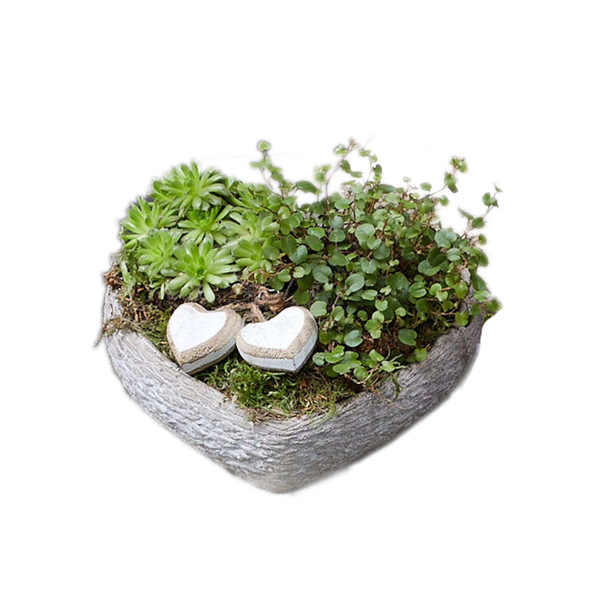 Herzförmiger Übertopf mit Sukkulenten