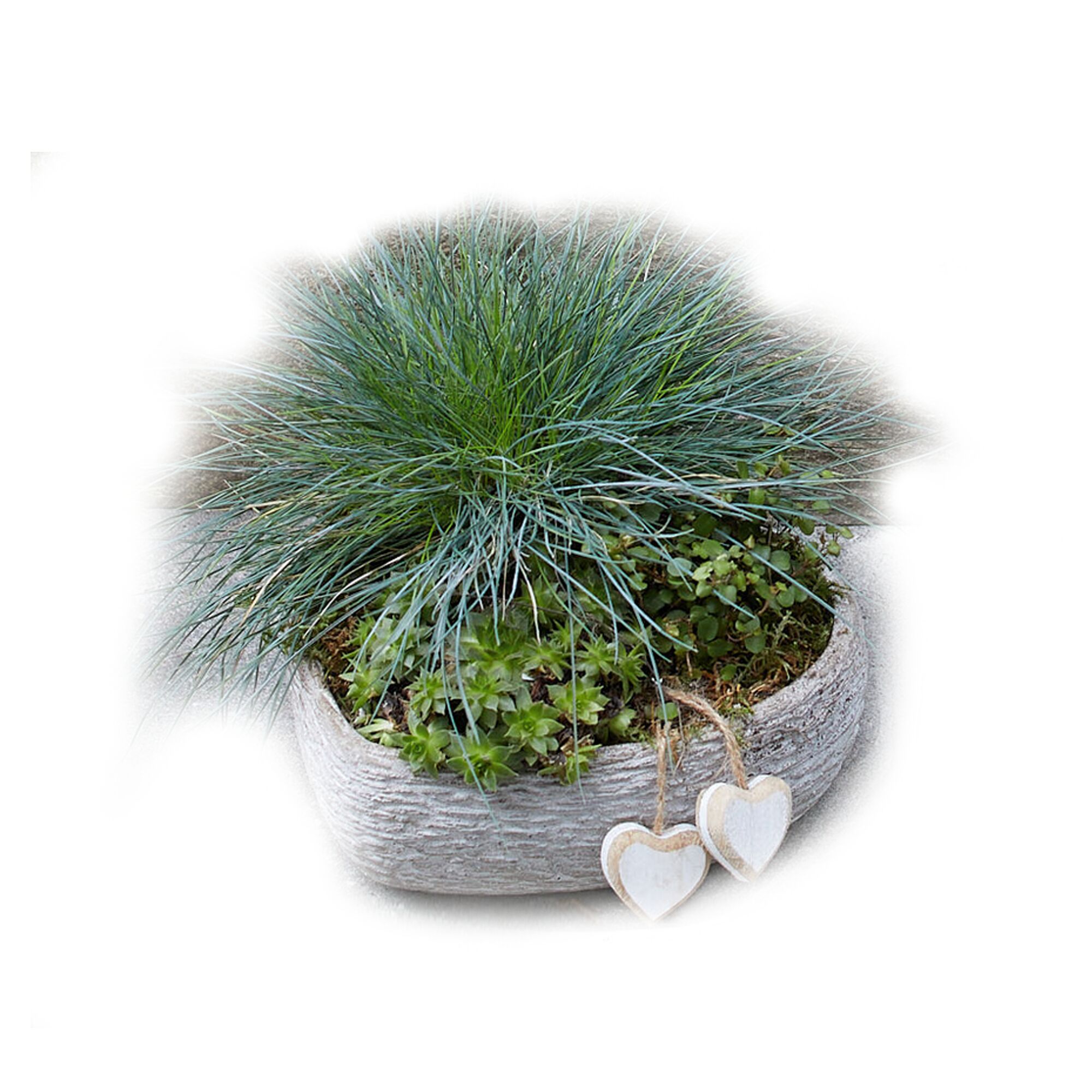 Gräser und Sukkulenten im Topf