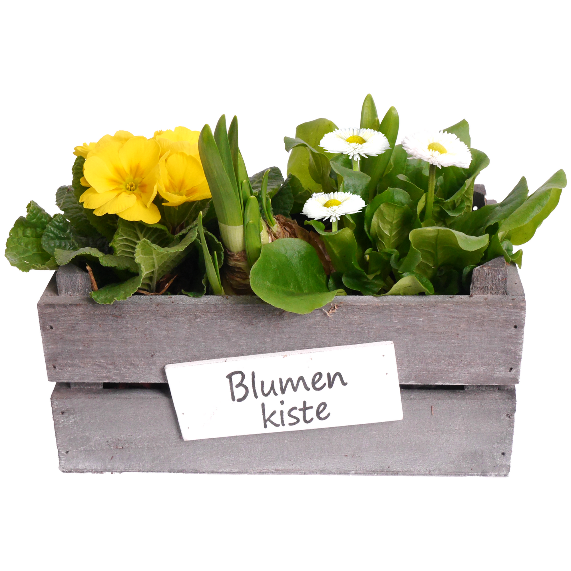 Kiste bepflanzt mit Frühjahrspflanzen