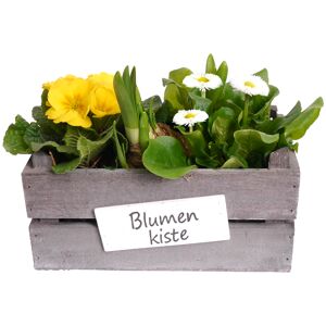 Kiste bepflanzt mit Frühjahrspflanzen