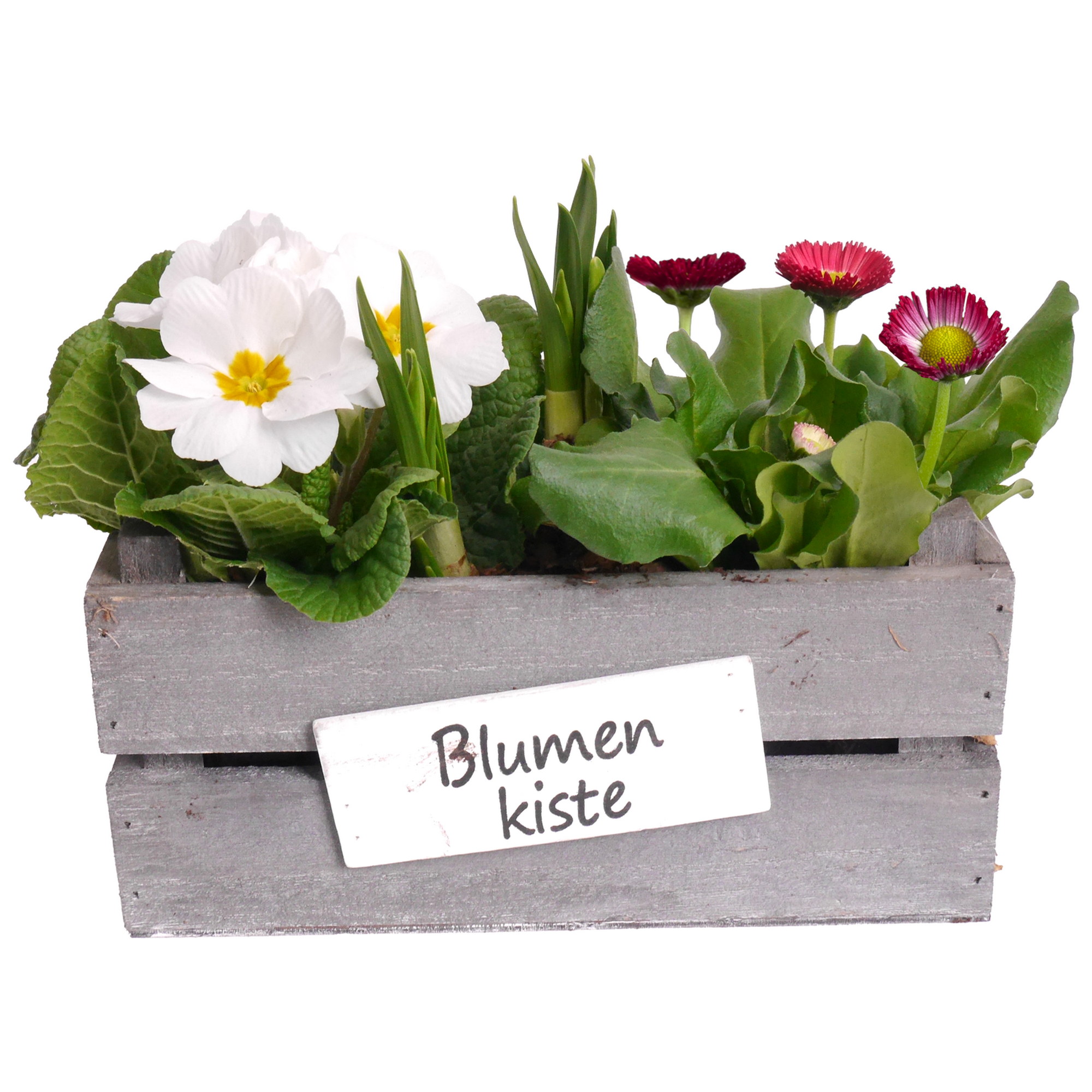 Kiste bepflanzt mit Frühjahrspflanzen