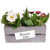 Kiste bepflanzt mit Frühjahrspflanzen