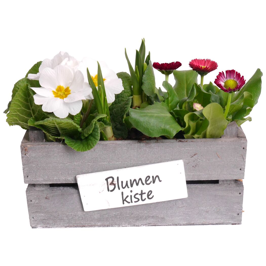 Kiste bepflanzt mit Frühjahrspflanzen