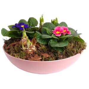 Schale bepflanzt Frühling 30 cm