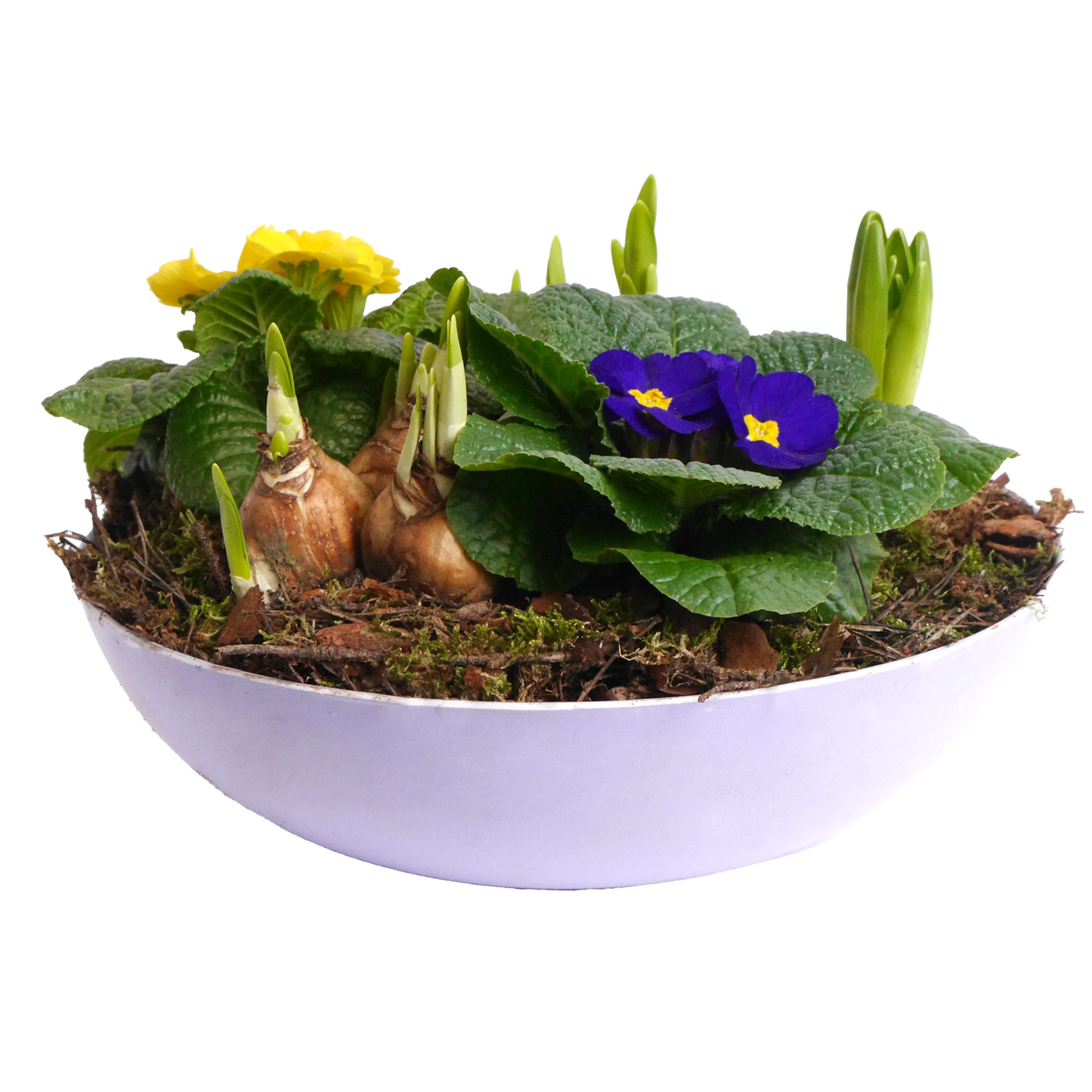 Schale bepflanzt Frühling 30 cm