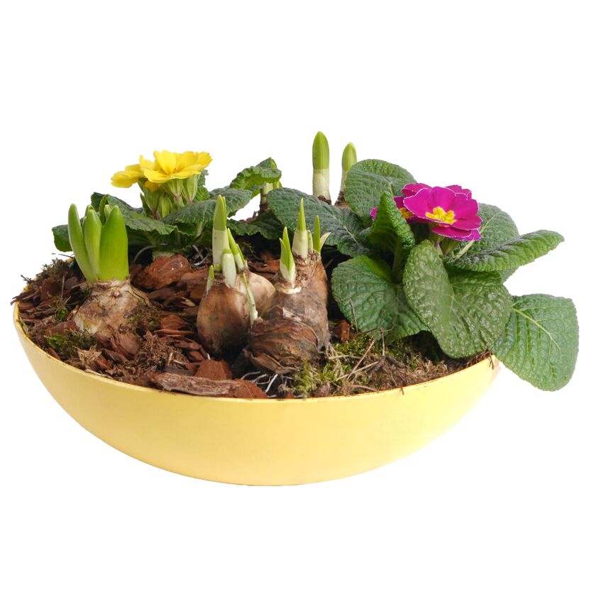 Schale bepflanzt Frühling 30 cm