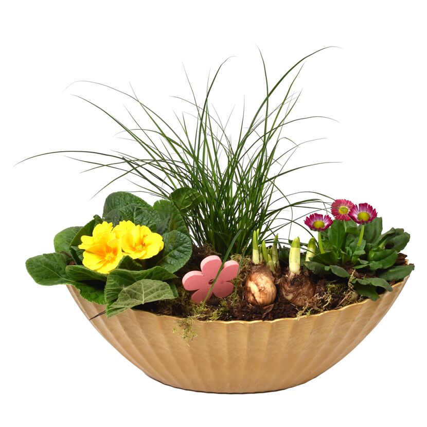 Bepflanztes Schiffchen Frühling 36 cm Topf