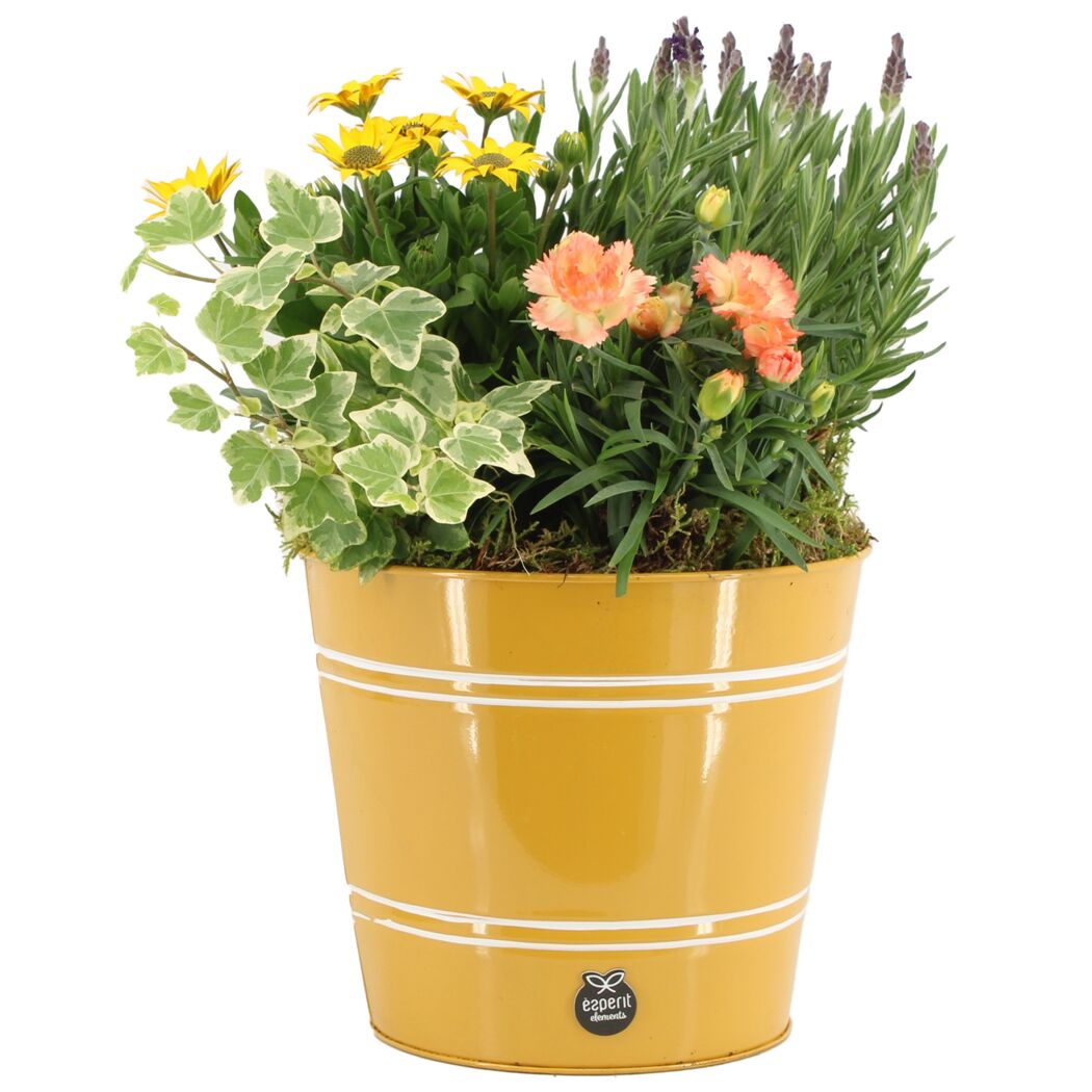 Blumentopf mit Lavendel und anderen Pflanzen