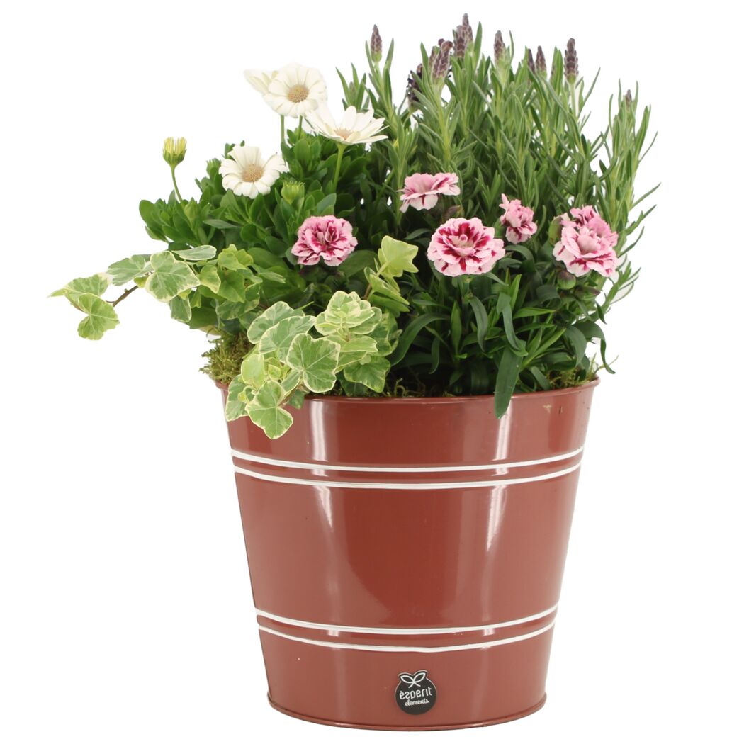 Blumentopf mit verschiedenen Blumen und Efeu