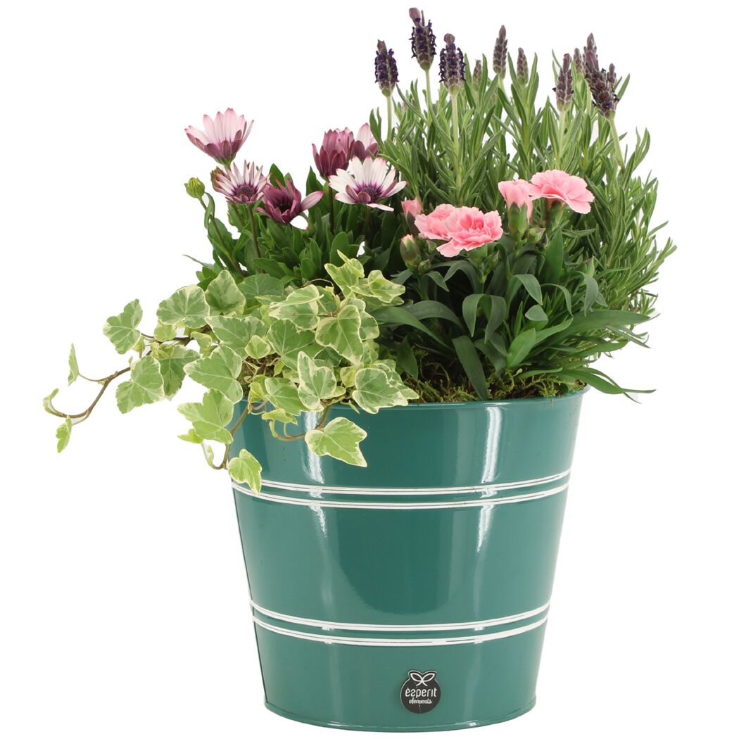 Blumentopf mit Lavendel und anderen Blumen