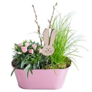 Pflanzen in Zink-Jardiniere 23 cm