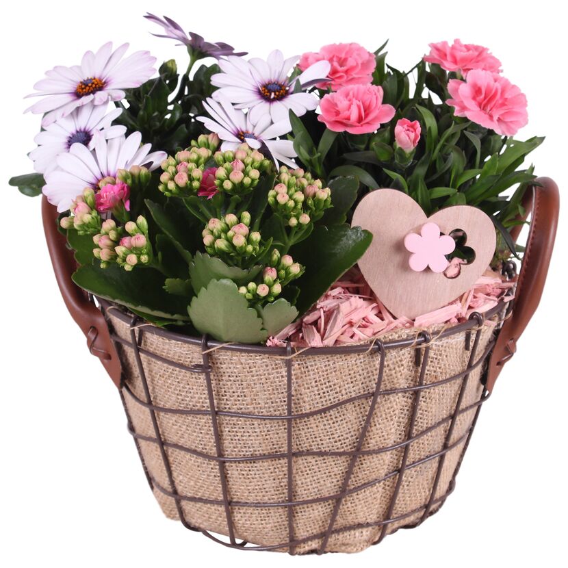 Drahtkorb mit 3 Pflanzen Jute Ledergriffe Herz-Deko 21 cm Topf