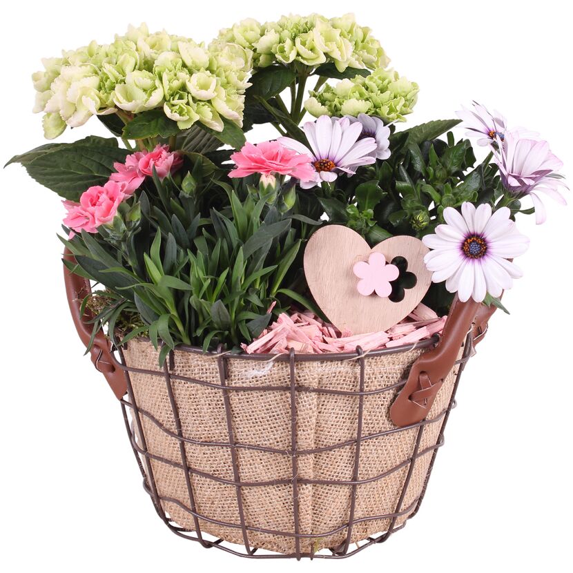 Drahtkorb mit 3 Pflanzen Jute Ledergriffe Herz-Deko 21 cm