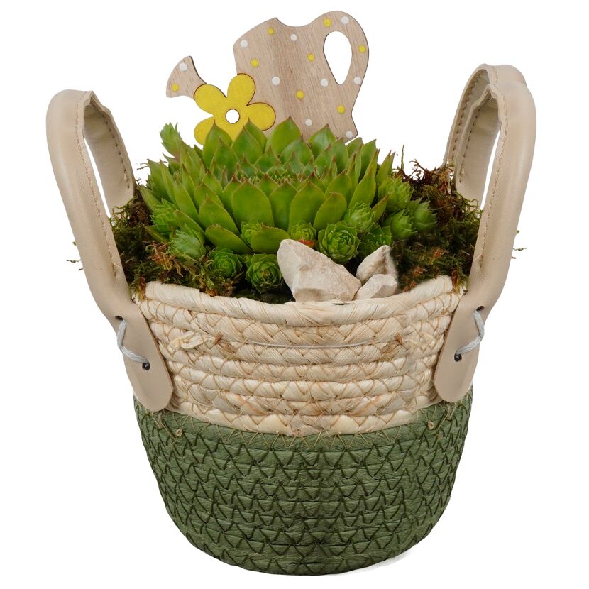 Seegraskorb bepflanzt 14 cm