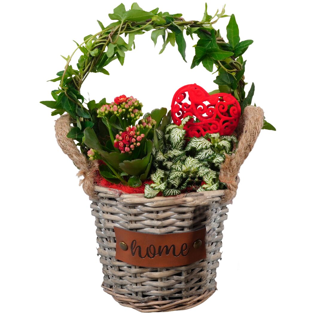 Blühpflanzen im Korb 16 cm Topf
