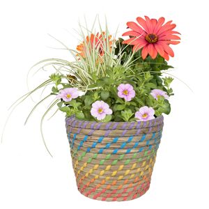 Sommerpflanzen im Korb 16 cm
