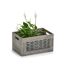 Grünpflanze in grauer Holzkiste