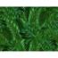 Verkleinertes Bild von Sesselauflage 'Xora' grün 110 x 48 cm