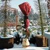 Winterschutz für Pflanzen im Garten