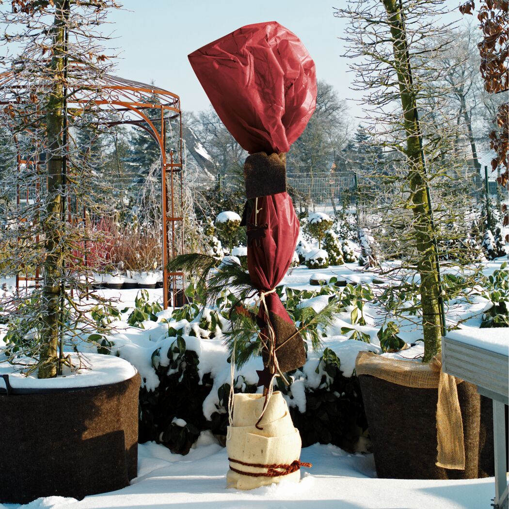 Winterschutz für Pflanzen im Garten