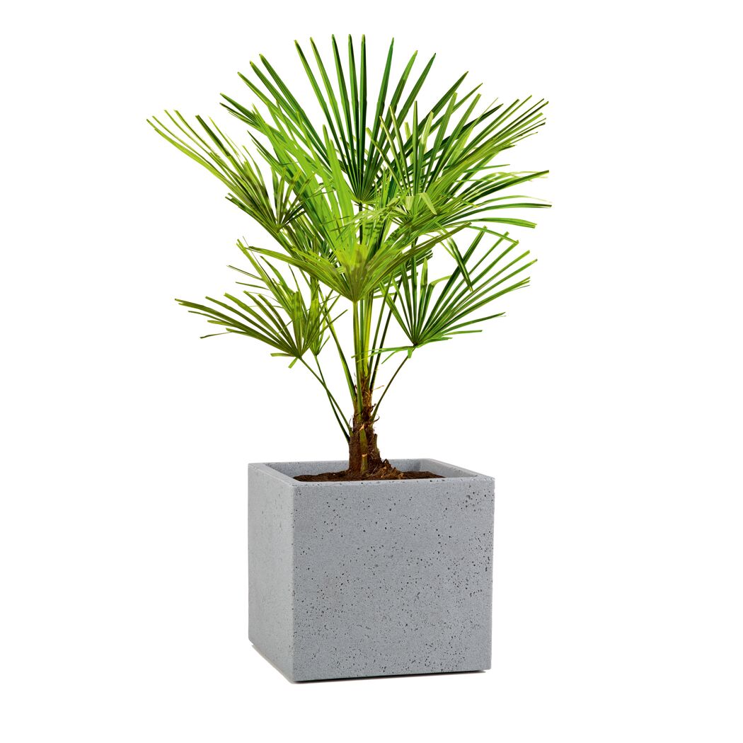 Pflanzwürfel 'C Cube' Stony Grey 38 x 33 cm