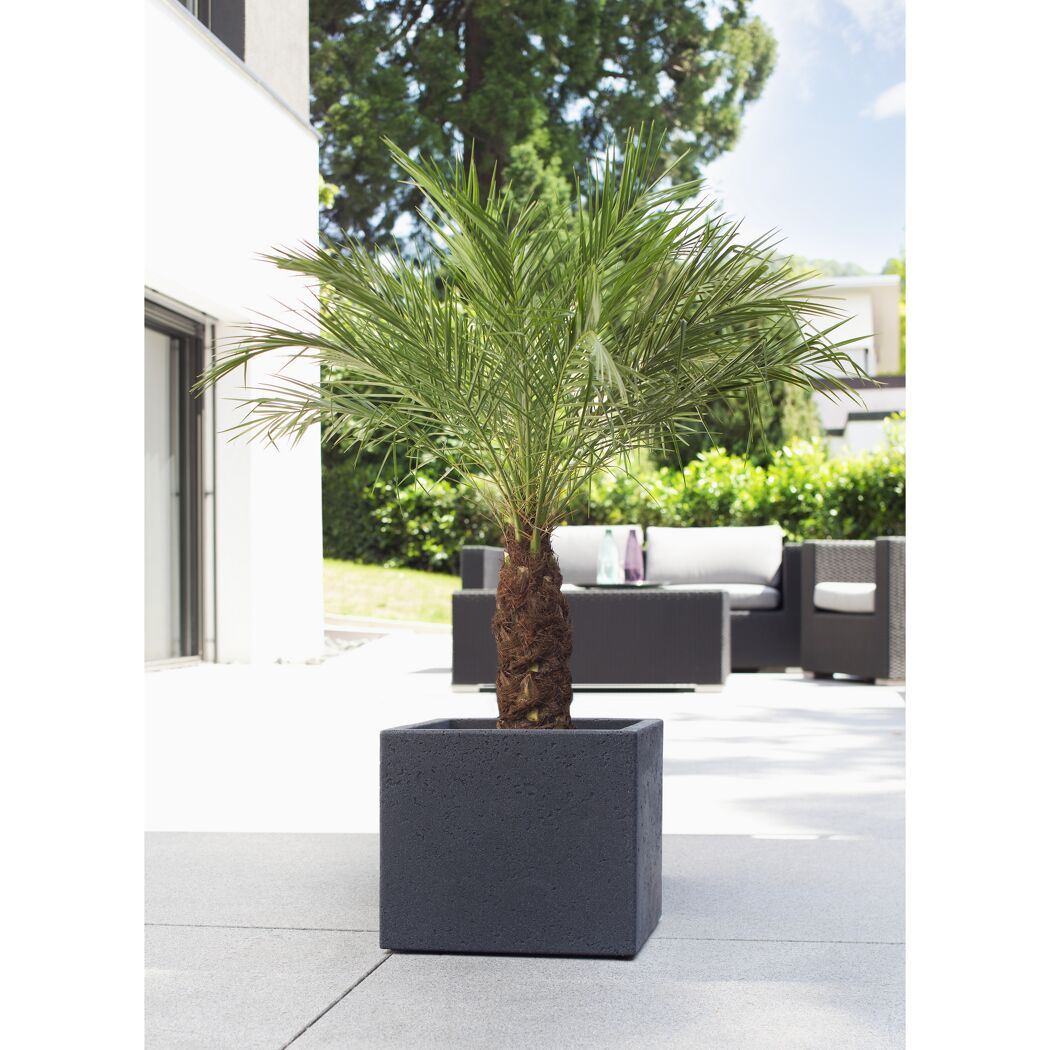 Pflanzwürfel 'C Cube' Stony Black 28,5 x 27 cm