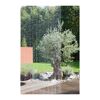 Perlenvorhang vor Garten mit Olivenbaum