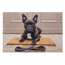 Verkleinertes Bild von Sauberlaufmatte 'Deco Print' 40 x 60 cm Bulldogge braun