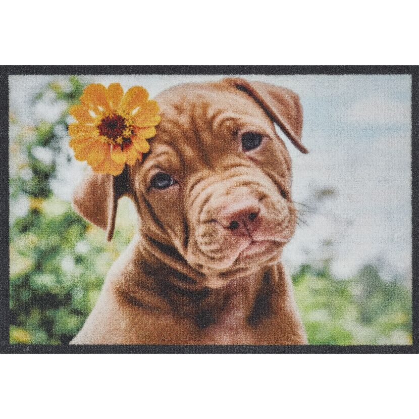 Süßer Hundewelpe mit Blume auf dem Kopf