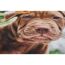 Schmutzfangmatte 'Hund Blume' mehrfarbig 39 x 58 cm