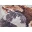 Verkleinertes Bild von Schmutzfangmatte 'Hund & Katze' braun 50 x 70 cm