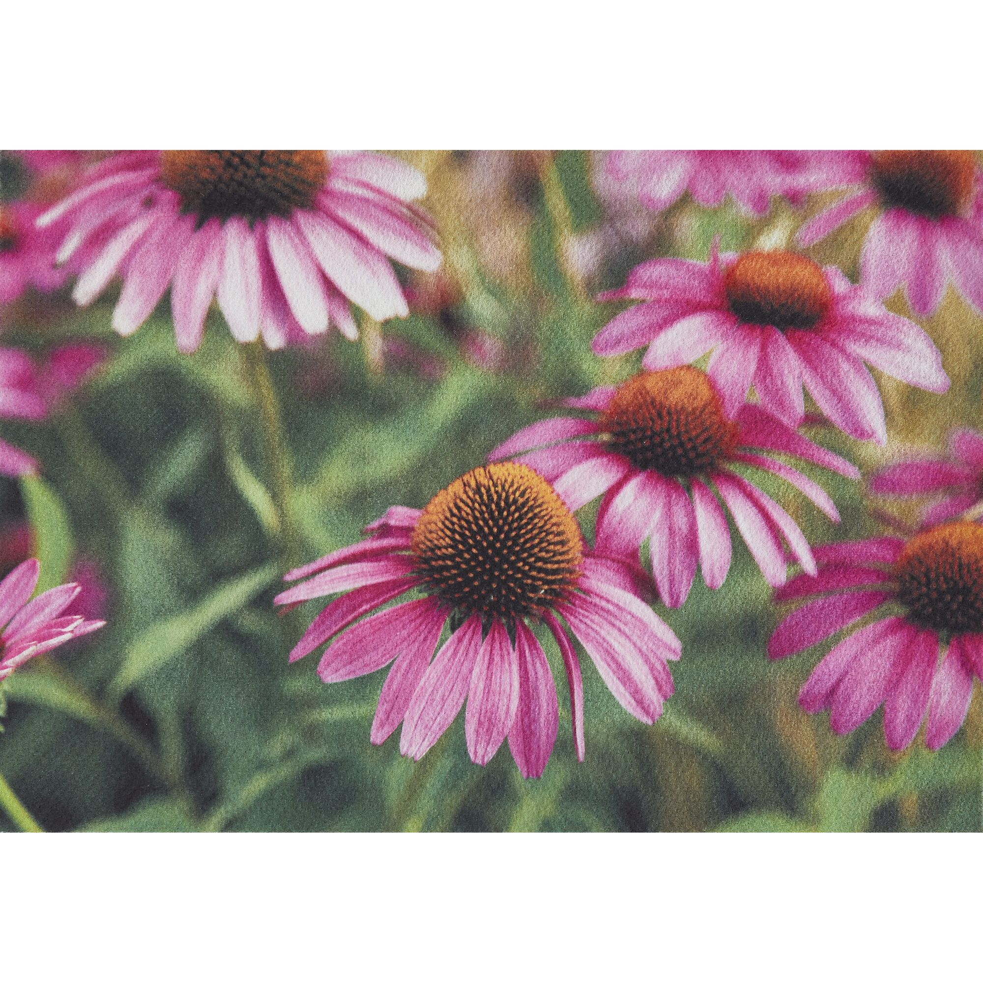Nahaufnahme von rosa Echinacea-Blüten