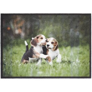 Sauberlaufmatte 'Beagle Dogs' mehrfarbig 39 x 58 cm