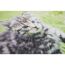 Sauberlaufmatte 'Baby Katze' mehrfarbig 50 x 70 cm