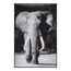 Verkleinertes Bild von Teppich 'Elefant' schwarz/grau 100 x 150 cm