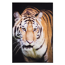 Verkleinertes Bild von Teppich 'Tiger' schwarz/braun 100 x 150 cm