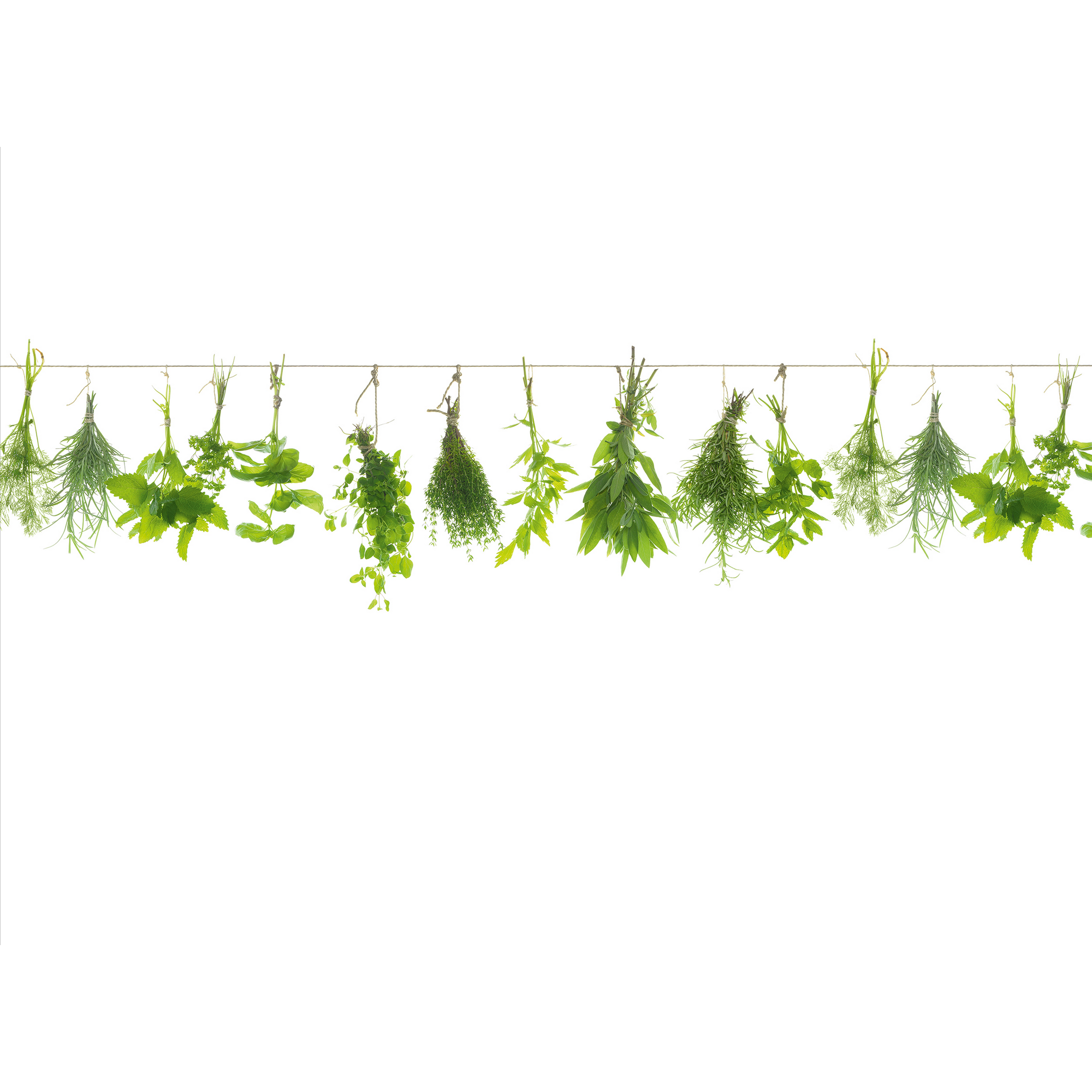 Glasrückwand 'WandArt vitre' 80 x 58,5 cm herbs line + product picture