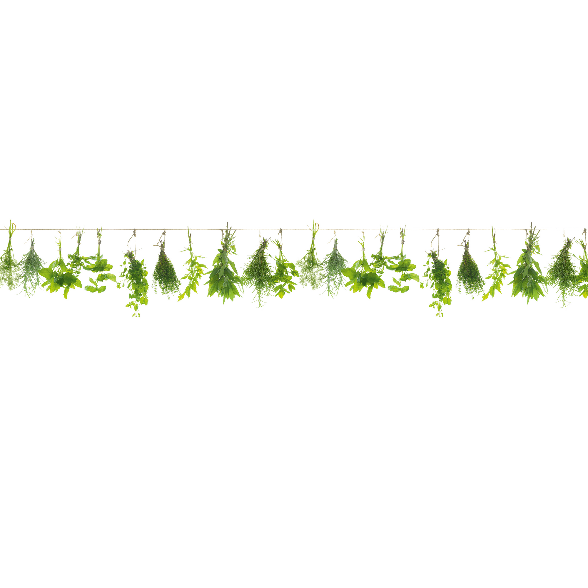 Glasrückwand 'WandArt vitre' 120 x 58,5 cm herbs line + product picture