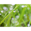 Verkleinertes Bild von Kompaktschichtstoff 'WandArt easy' 80 x 58,5 cm grass