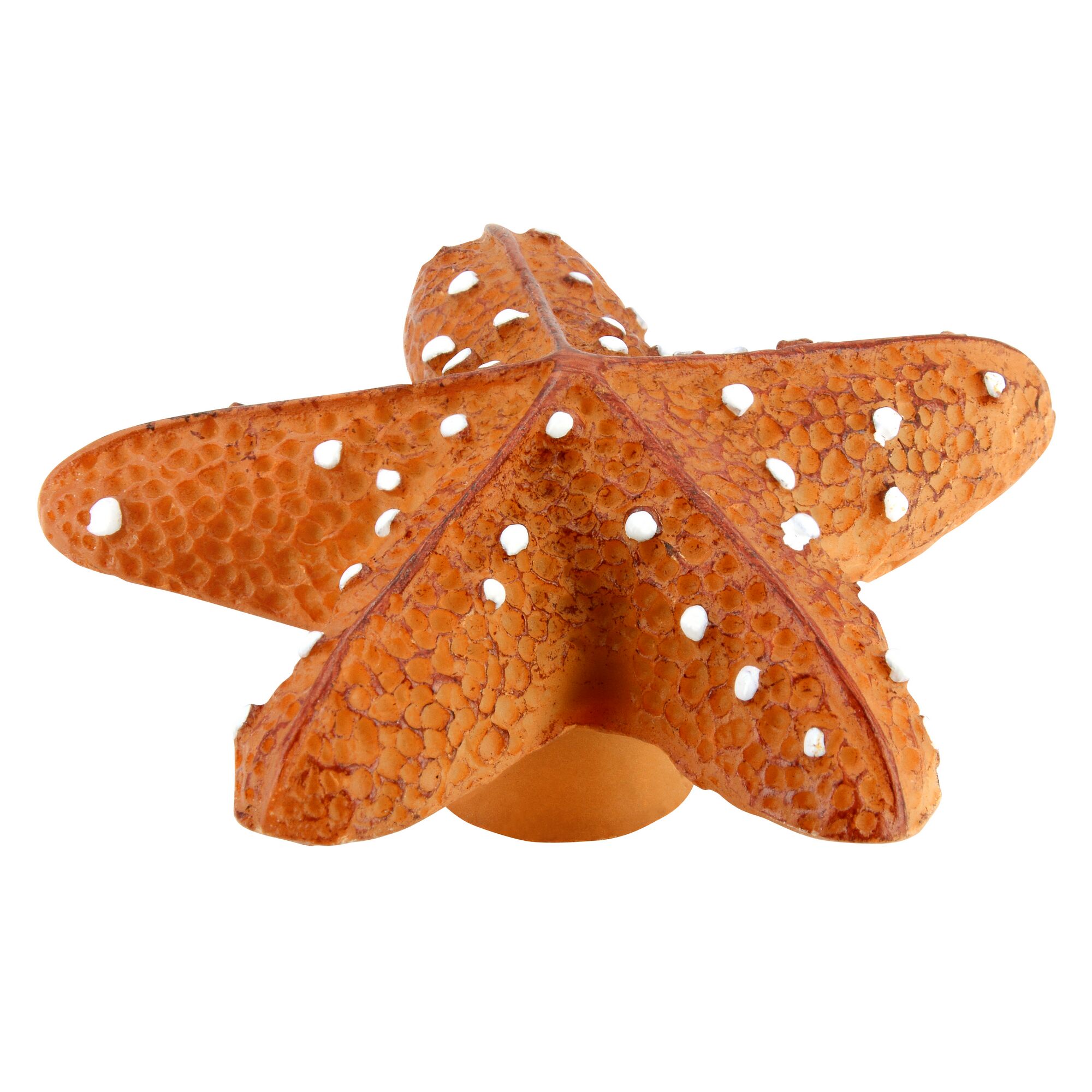 Orangefarbener Seestern mit weißen Punkten.